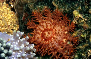 Naklejka na ściany i meble Crown-of-Thorns Sea Star, Starfish (Acanthaster planci), Philippines, Asia