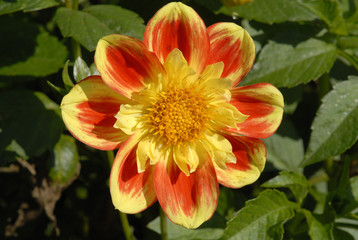 Dahlia (Dahlia hybrida)