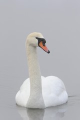 Obraz premium Mute Swan (Cygnus olor)