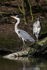 Old and young grey herons standing on an tree - gray herons - european common herons (Ardea cinerea)
