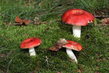 Red mushrooms (Russula emetica)