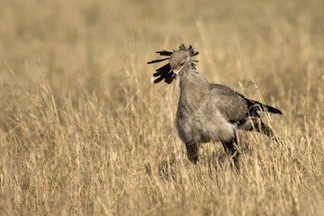 Secretarybird (Sagittarius serpentarius), Masai Mara National Park, Kenya, East Africa, Africa