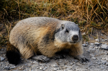 Naklejka premium Marmot in the grass in Mercantour National Park, val de l'Ubayette