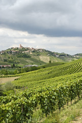 Fototapeta na wymiar Hilly countryside between Asti and Alba Langhe Piedmont Piemonte Italy