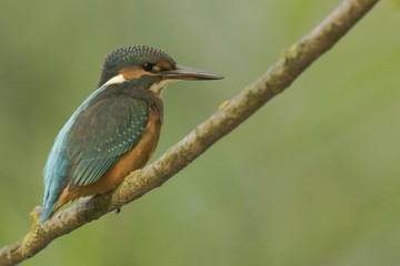 European kingfisher (Alcedo atthis)