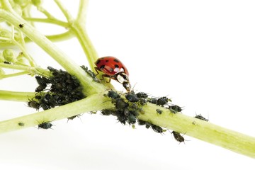 Ladybird (Coccinellidae) and Plant Lice (Aphidoidea)
