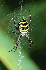 Wasp spider (Argiope bruennichi)