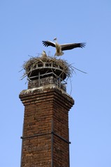 Pair of white storks (ciconia ciconia) on free-standing chimney
