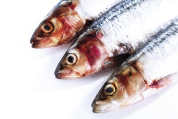 Three sardines