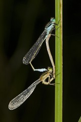 Blue-tailed Damselflies (Ischnura elegans) mating