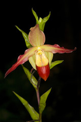 Lady's slipper orchid Papheopedilum spec