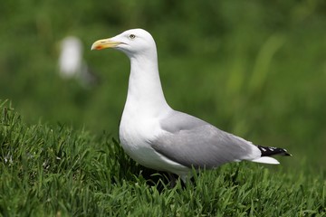 Herring gull (Larus argentatus)