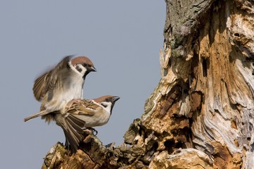Tree Sparrows (Passer montanus), mating