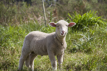 Naklejka na ściany i meble sheep farm in pampas argentina, province of santa fe