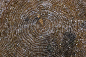 Fototapeta premium holz hintergrund