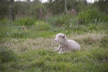 sheep farm in pampas argentina, province of santa fe