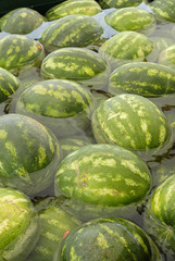 Watermelons Citrullus lanatus are lying in the water for cooling