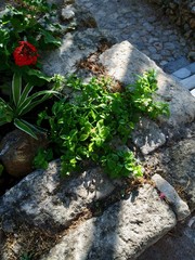 basil