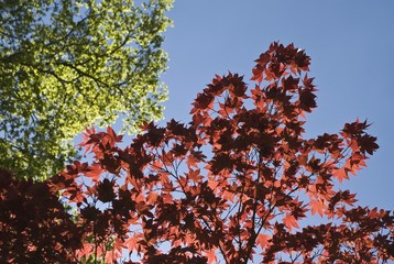 Japanese Maple (Acer palmatum) - Powered by Adobe