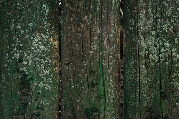 Old wooden boards. Abstract background. Table. Rotten boards of green color.