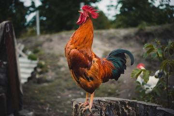 The red rooster sings on the stump. concept: it's time to weake up wake up. - obrazy, fototapety, plakaty