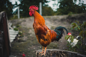 The red rooster sings on the stump. concept: it's time to weake up wake up.