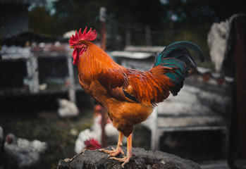 The red rooster sings on the stump. concept: it's time to weake up wake up. © Elijah