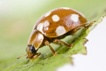 Cream-spotted Ladybird Beetle or Fourteen-spotted Ladybird Beetle (Calvia quatuordecimguttata)