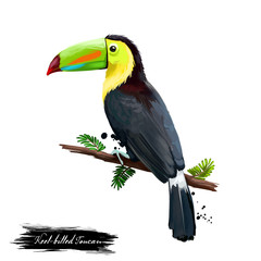 Keel-billed Toucan digital art illustration isolated on white. Sulfur-breastedor rainbow-billed toucan sitting on branch, national bird of Belize. Plumage mainly black with yellow neck and chest © dneprstock