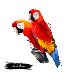 Scarlet Macaw digital art illustration isolated on white. Large red, yellow, and blue South American parrot member group of Neotropical parrots called macaws. Pair of parrots sitting on branch © dneprstock