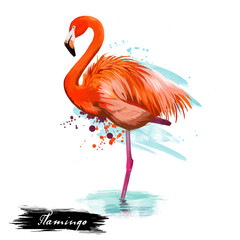 Flamingo type of wading bird digital art illustration isolated on white standing in water on one leg. Pink flamingoes animal with brash splashes and text, exotic lovely feathered wildlife symbol