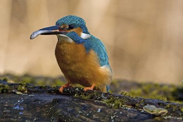 European Kingfisher (Alcedo atthis) with its catch