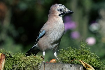 Jay - jaybird (Garrulus glandarius)