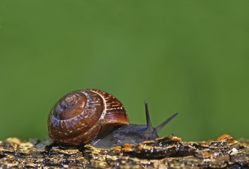 Helicidae snail (Helicidae)