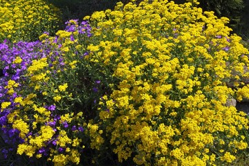 Obraz premium Basket of Gold Goldentuft or Golden Alyssum (Alyssum saxatilis), Aubretia, Whitewell Gem (Aubrieta-Hybride), Cascade Purple (Aubrieta cultorum), Schleswig-Holstein, Germany, Europe