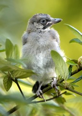 Young Eurasian Jay (Garrulus glandarius)