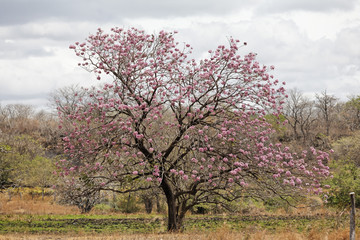 Fototapeta premium Blooming tree in dry forest in Guanacaste, Costa Rica, Central America