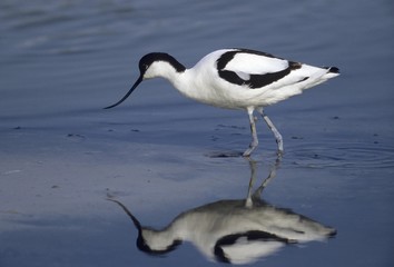 Obraz premium Avocet (Recurvirostra avosetta)
