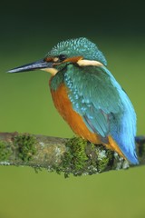 European Kingfisher (Alcedo atthis) on perch