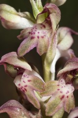 Bug Orchid (Orchis coriophora), Lake Kerkini area, Greece, Europe