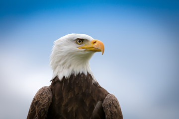 Bald Eagle