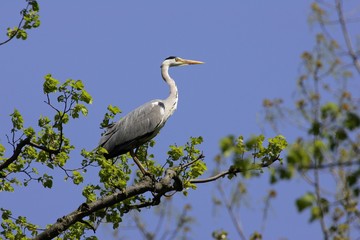 Grey heron standing on an branch - european common herons (Ardea cinerea)