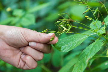 Touch-me-Not Impatiens Capensis