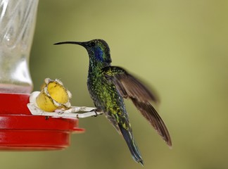 Hummingbird, Costa Rica, Central America