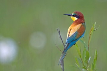 European Bee-eater (Merops apiaster), Osli, Gyor-Moson-Sopron, Hungary, Europe