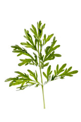 Thuja twig with fruit on a white Green Thuja twig withunripe fruit.