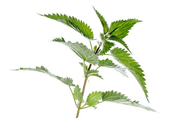 Stinging nettle in front of a white background