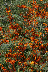 Naklejka na ściany i meble Sea buckthorn - bush with berries - sallow thorn - medicinal plant (Hippophae rhamnoides)