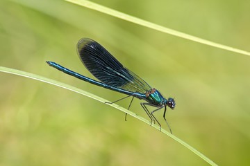 Beautiful Demoiselle (Calopteryx virgo), Luebeln, Wendland, Lower Saxony, Germany, Europe