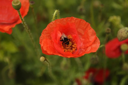 Bumblebee (Bombus) perched on a Red Poppy (Papaver rhoeas)